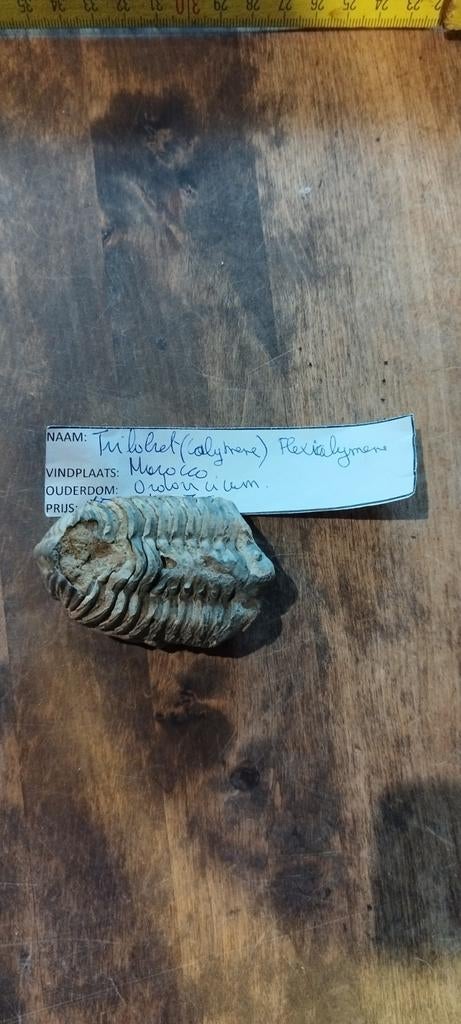 Trilobiet 7cm, Verzamelen, Mineralen en Fossielen, Ophalen of Verzenden