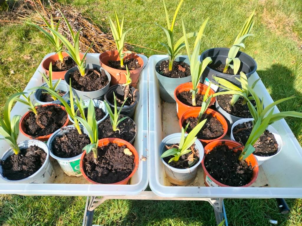 Daglelie, oranje, dubbele bloemen, Tuin en Terras, Ophalen