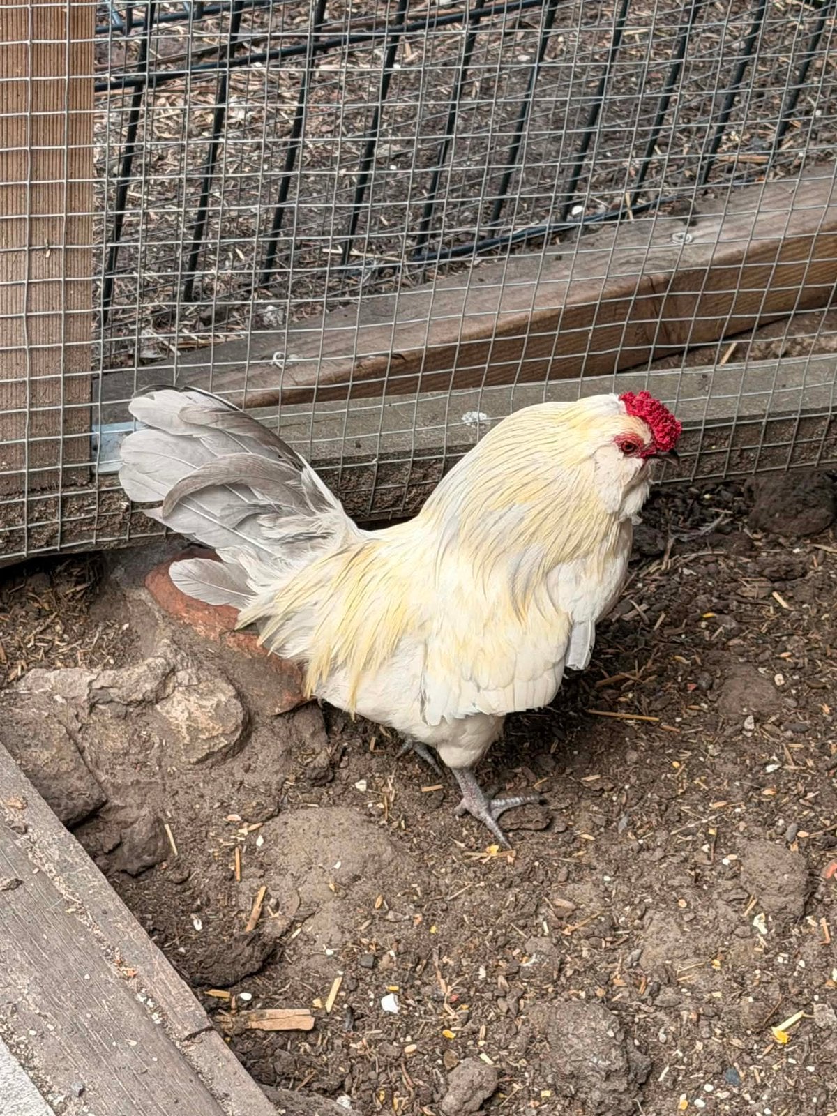 Baardkriel haan, Dieren en Toebehoren, Mannelijk, Kip