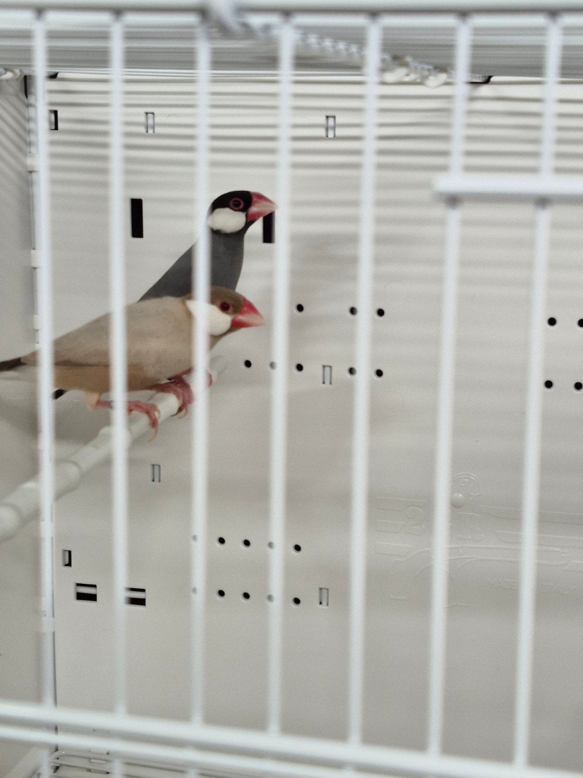 Jonge paddas te koop mokka en wildkleur split mokka 2026, Dieren en Toebehoren, Vogels | Overige Vogels, Meerdere dieren, Tropenvogel