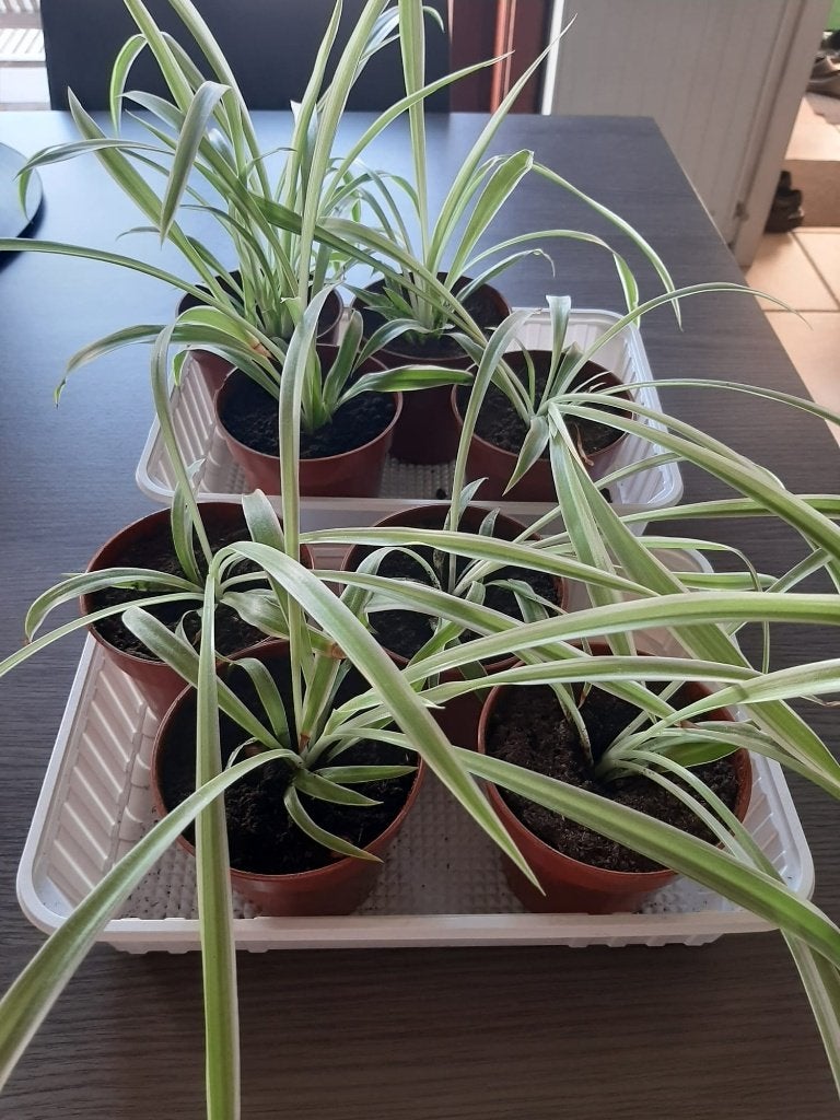 Jonge graslelie plantjes, Tuin en Terras, Ophalen, Overige soorten