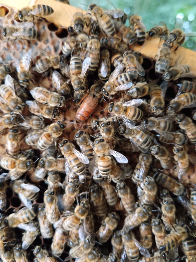 Colonie d'abeilles Buckfast sur 10 fenêtres Simplex, Animaux & Accessoires, Insectes & Araignées, Abeilles
