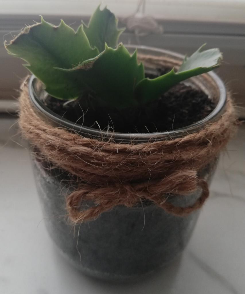 Echange ou vend cactus de Noël rouge, En pot, Plein soleil, Plante à fleurs, Enlèvement