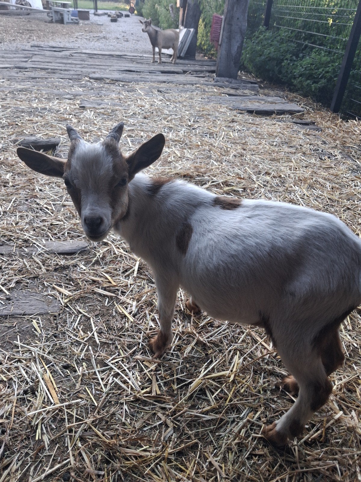 Mini Bokje est née ici, Mâle, Chèvre, 0 à 2 ans