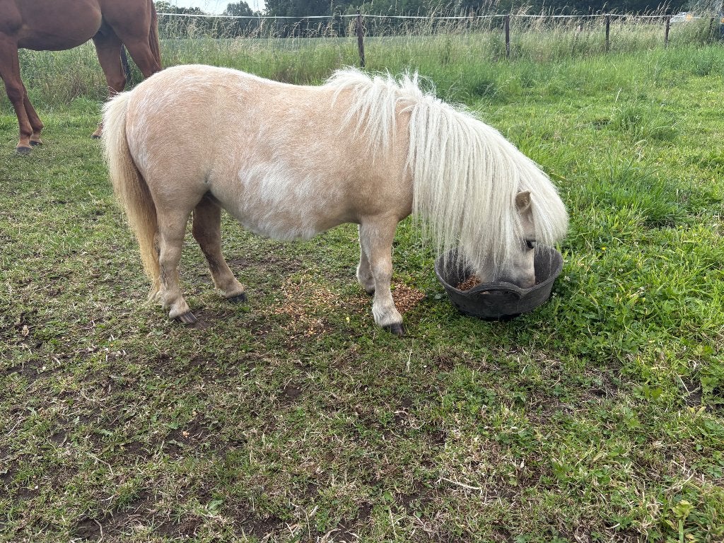 2 mini Shetlanders Belgisch stamboek, Dieren en Toebehoren, Merrie, Met stamboom, 0 tot 2 jaar, A pony (tot 1.17m)