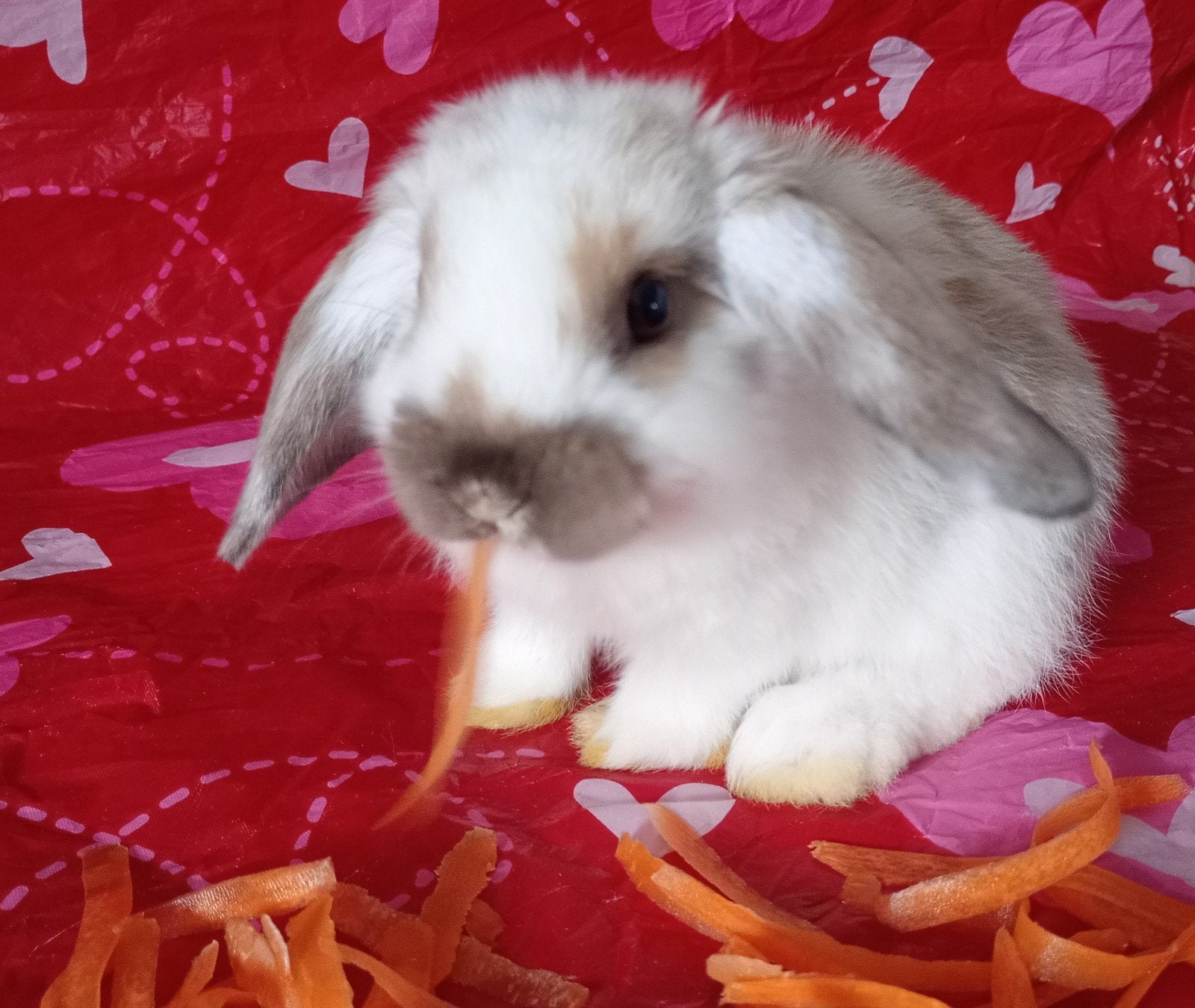 Minilop, Dieren en Toebehoren, Ophalen