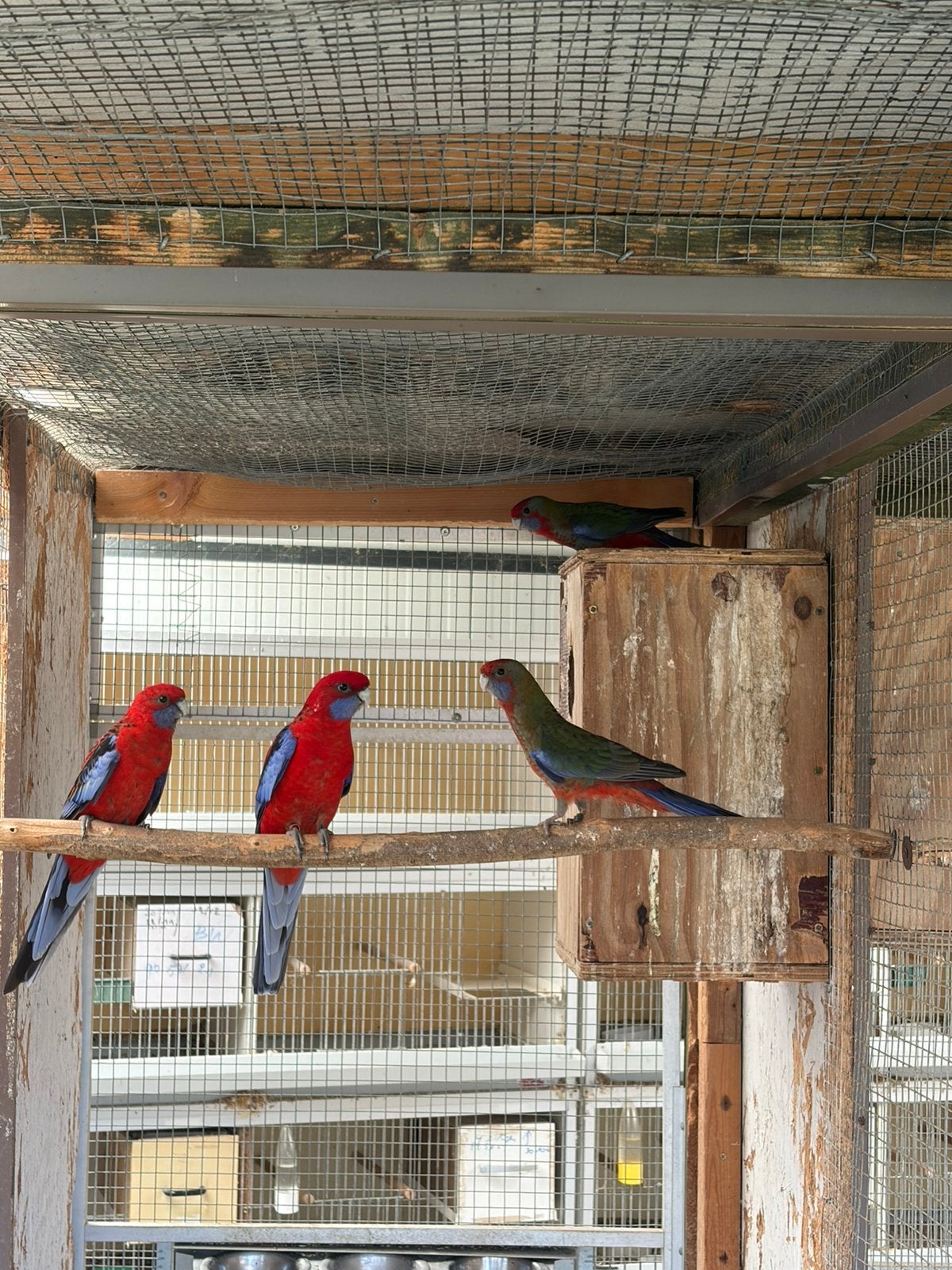 1 penant rosella pop 2026, Animaux & Accessoires, Femelle, Perruche, Bagué