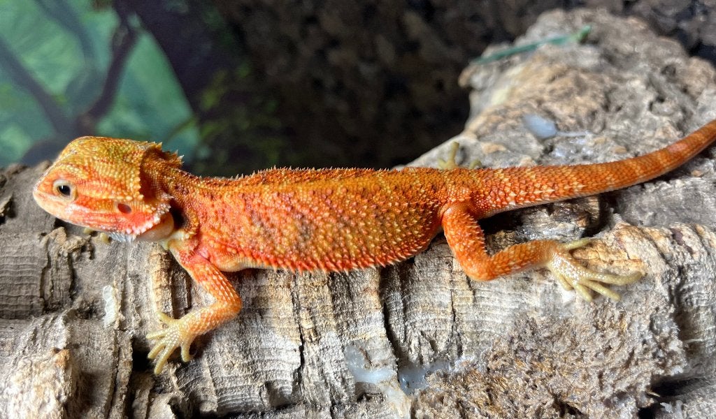 Pogona vitticeps red coral hypo trans, Lézard, 0 à 2 ans