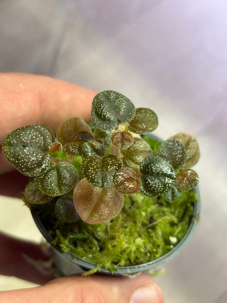 Terrarium plant (peperomia antoniana), Ophalen of Verzenden, Nieuw, Tak, Plant, Rots of Steen