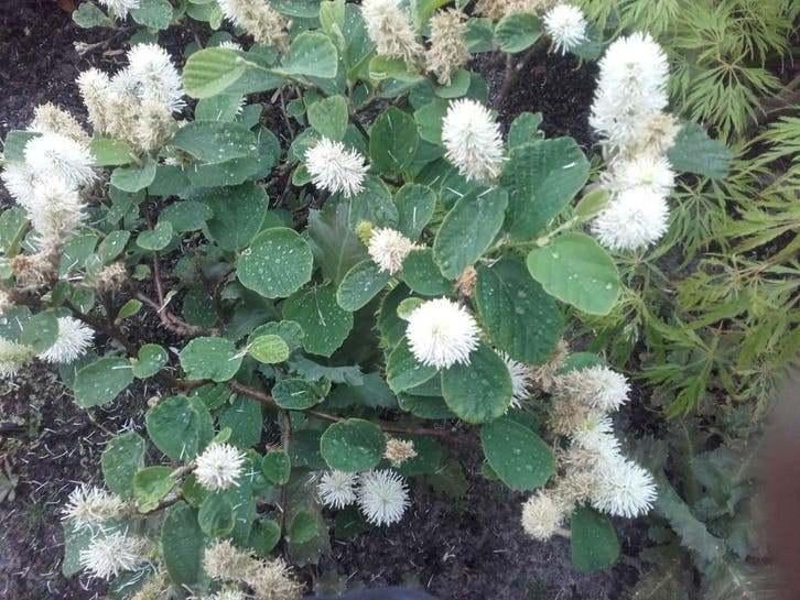 Fothergilla Major ‘Blue Shadow’ – Unieke Lampenpoetserstruik
