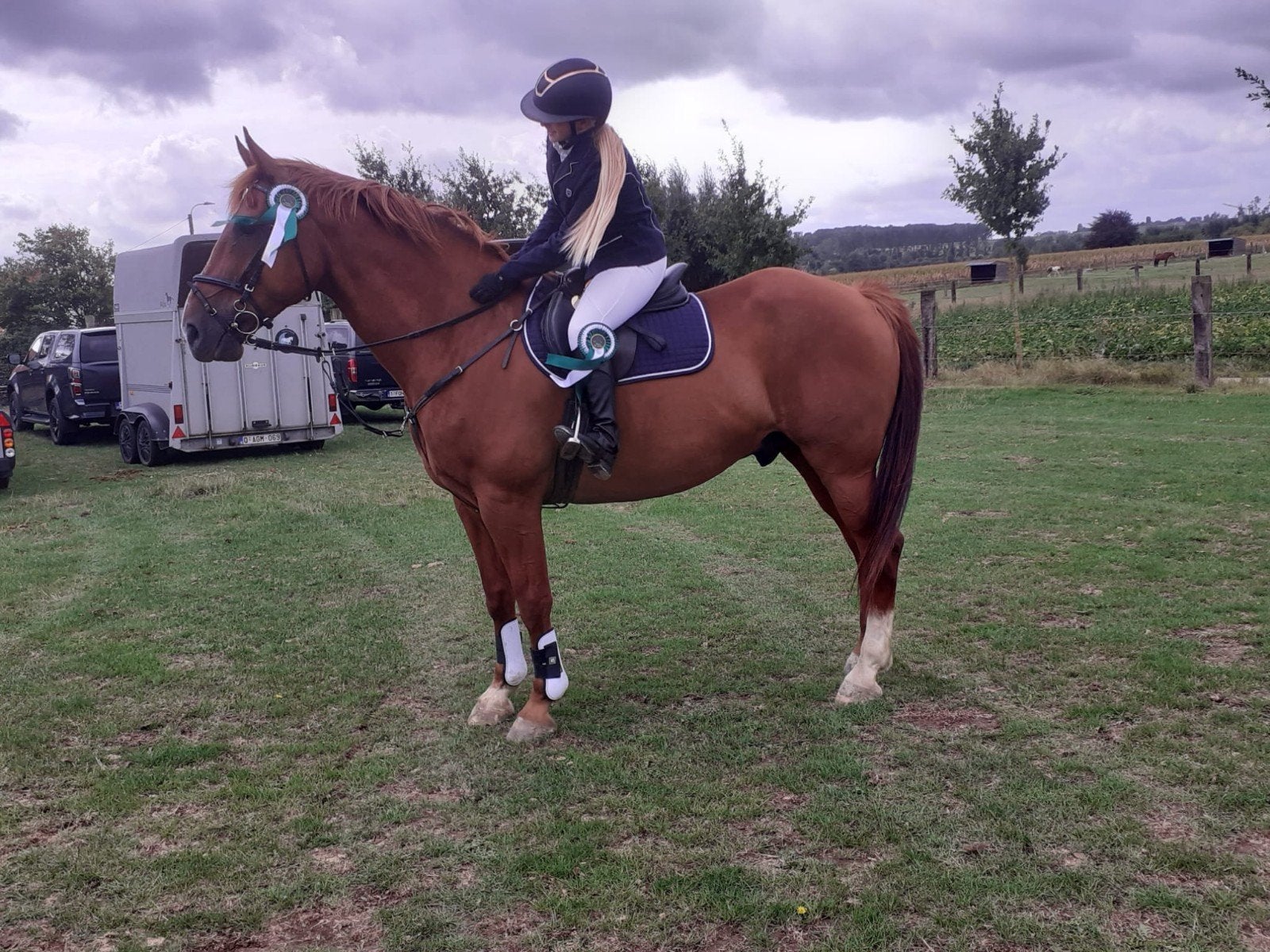 bijrijder aangeboden!, Dieren en Toebehoren, Paarden, Niet van toepassing, Minder dan 160 cm, Recreatiepaard, 11 jaar of ouder