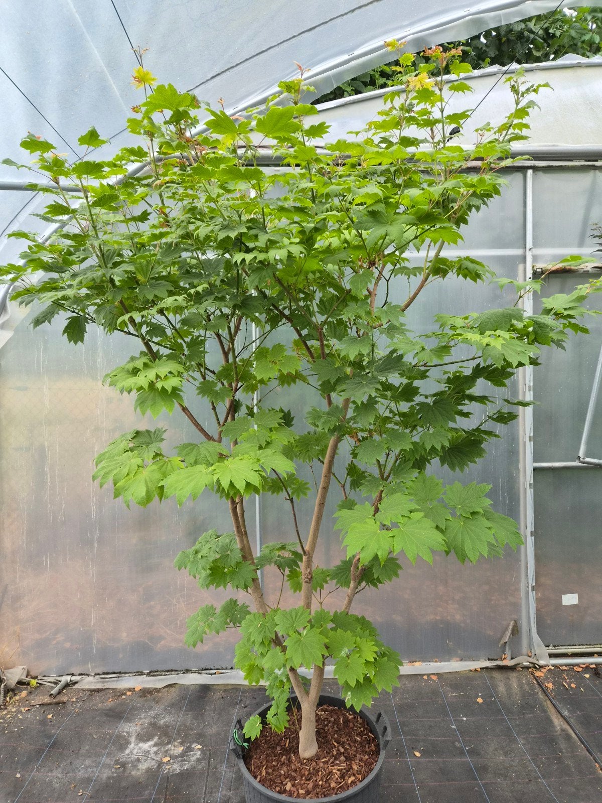 Acer japonicum Vitifolium magnifique à plusieurs tiges, Enlèvement, Ne fleurit pas, Plein soleil