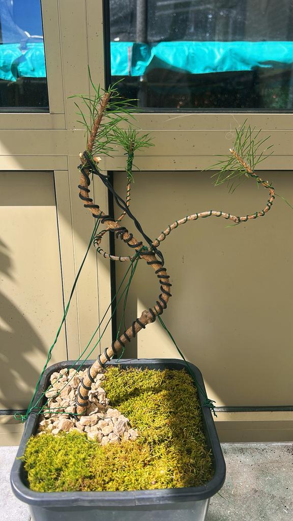 Handgemaakte bonsai den – unieke vorm, Tuin en Terras, Ophalen