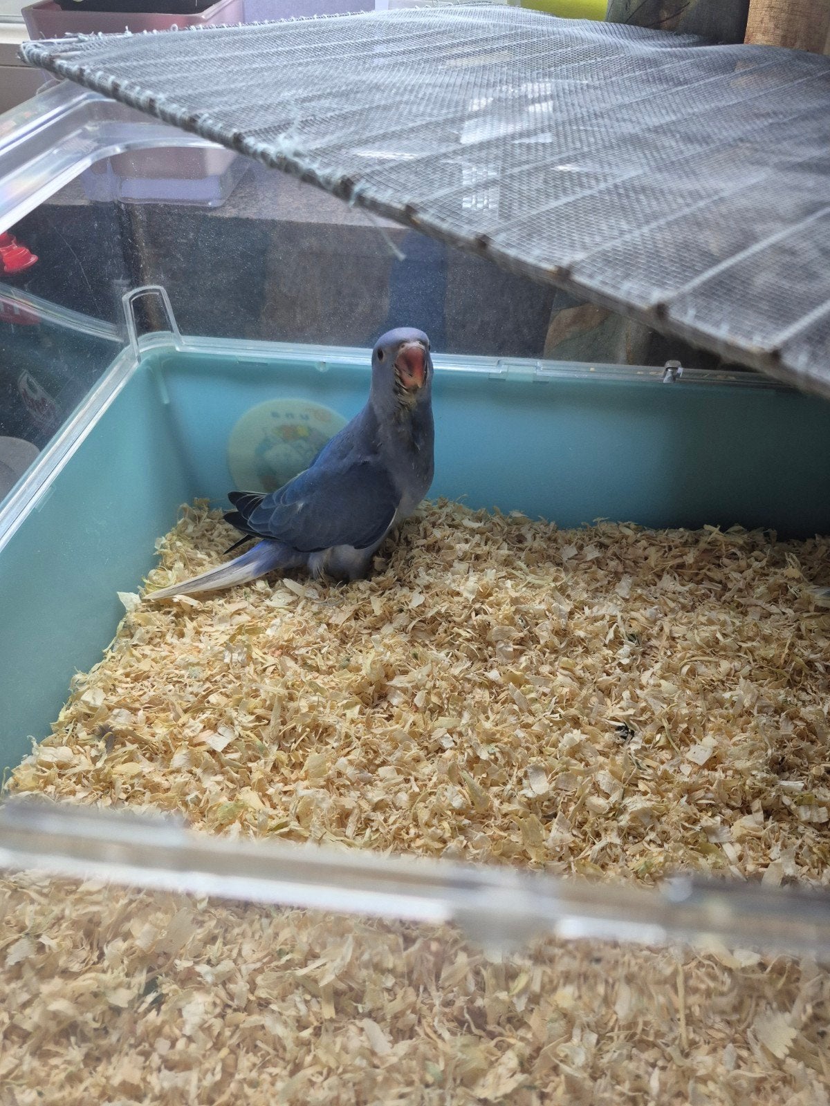 Vogels, Dieren en Toebehoren, Pluimvee