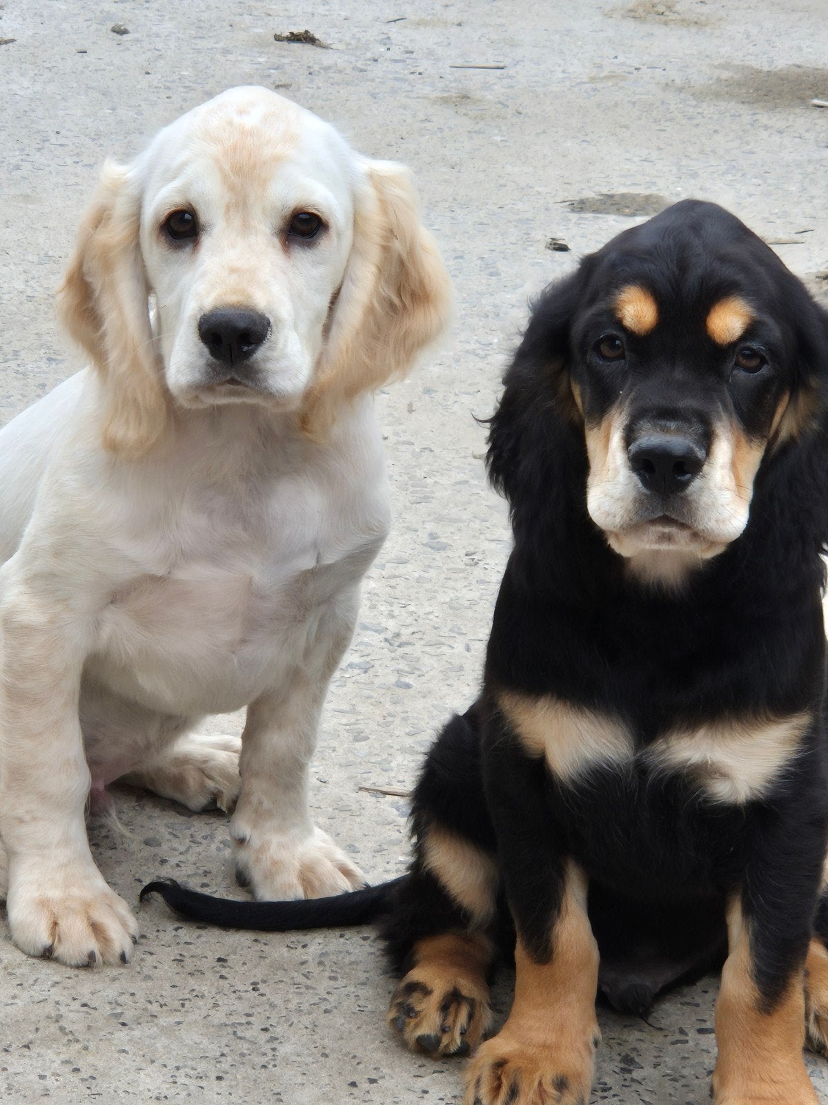 Engelse Cocker Spaniël pups, Dieren en Toebehoren, België, Fokker | Hobbymatig, CDV (hondenziekte), 8 tot 15 weken