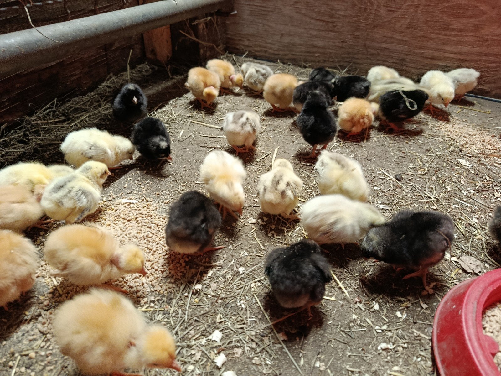 koekoek en kabir kuikentjes, Dieren en Toebehoren, Pluimvee