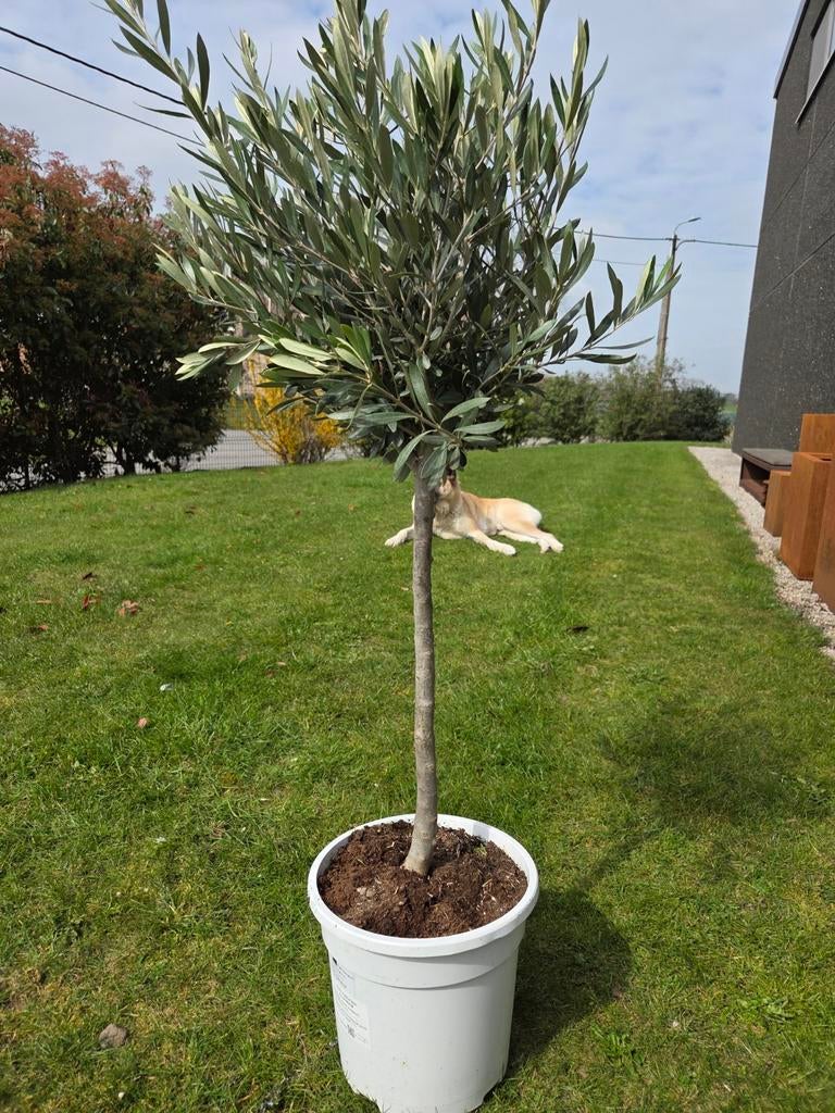 Olijfboom Olea Europaea, Tuin en Terras, Ophalen, Olijfboom