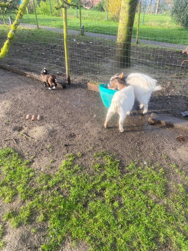 Dwerg geitjes, Dieren en Toebehoren, Pluimvee