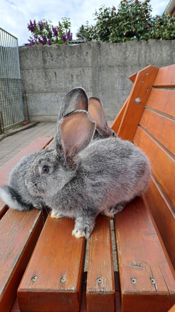 Vlaamse reuzen, Plusieurs animaux, Grand
