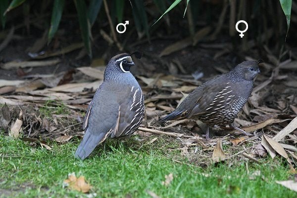 Californische kuifkwartel, Dieren en Toebehoren, Vrouwelijk, Overige soorten