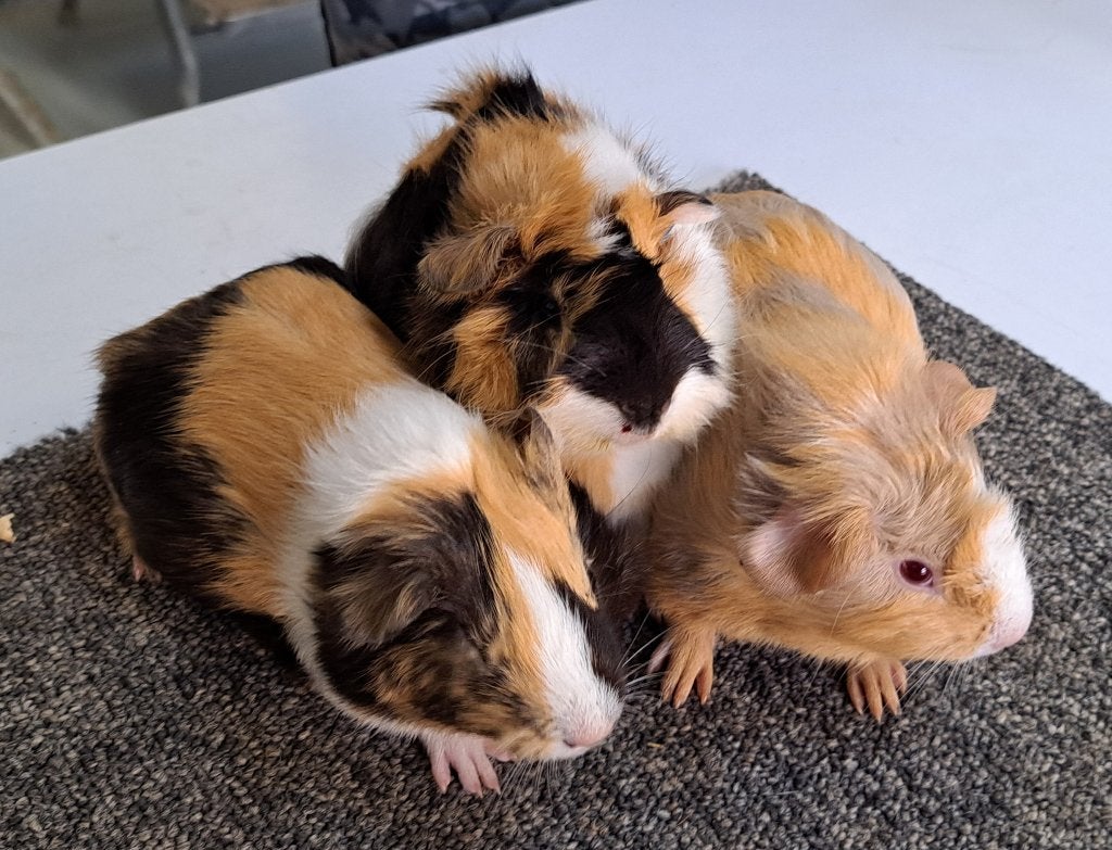 Jonge cavia's, Dieren en Toebehoren, Cavia, Meerdere dieren, Tam, September
