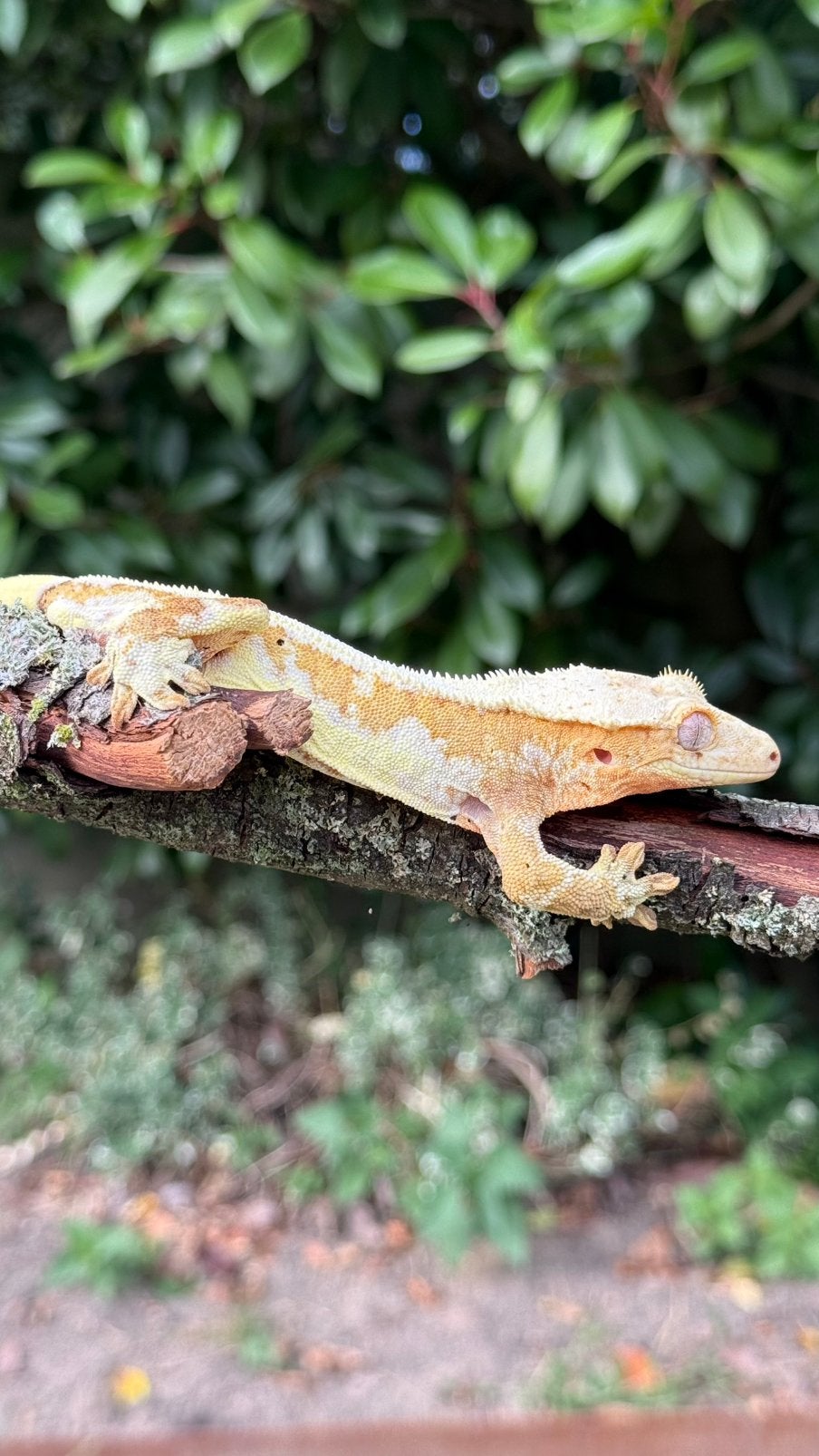 Wimpergekko 1.0, Dieren en Toebehoren
