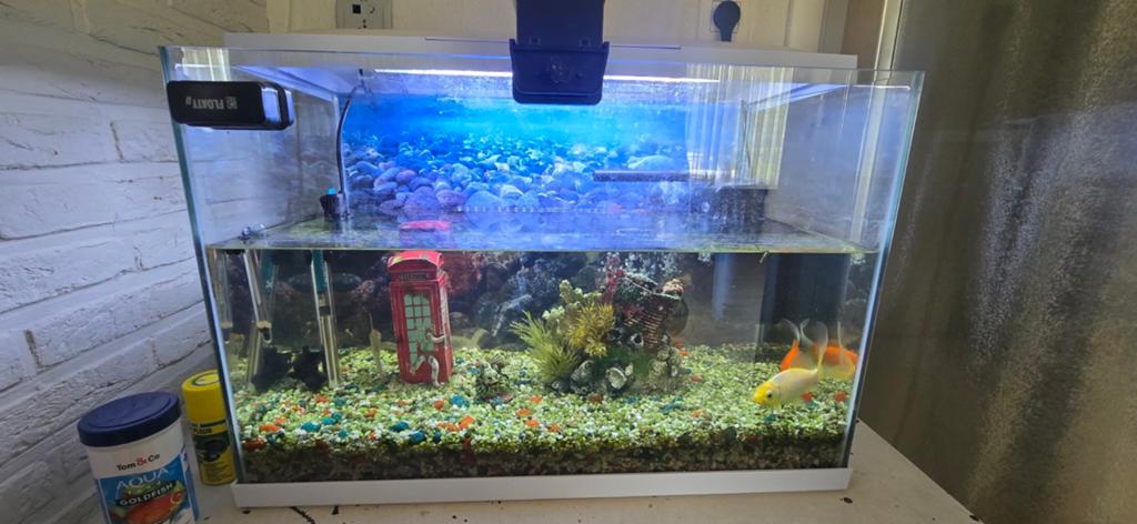 Aquarium met vissen (ophalen), Ophalen, Decoratie
