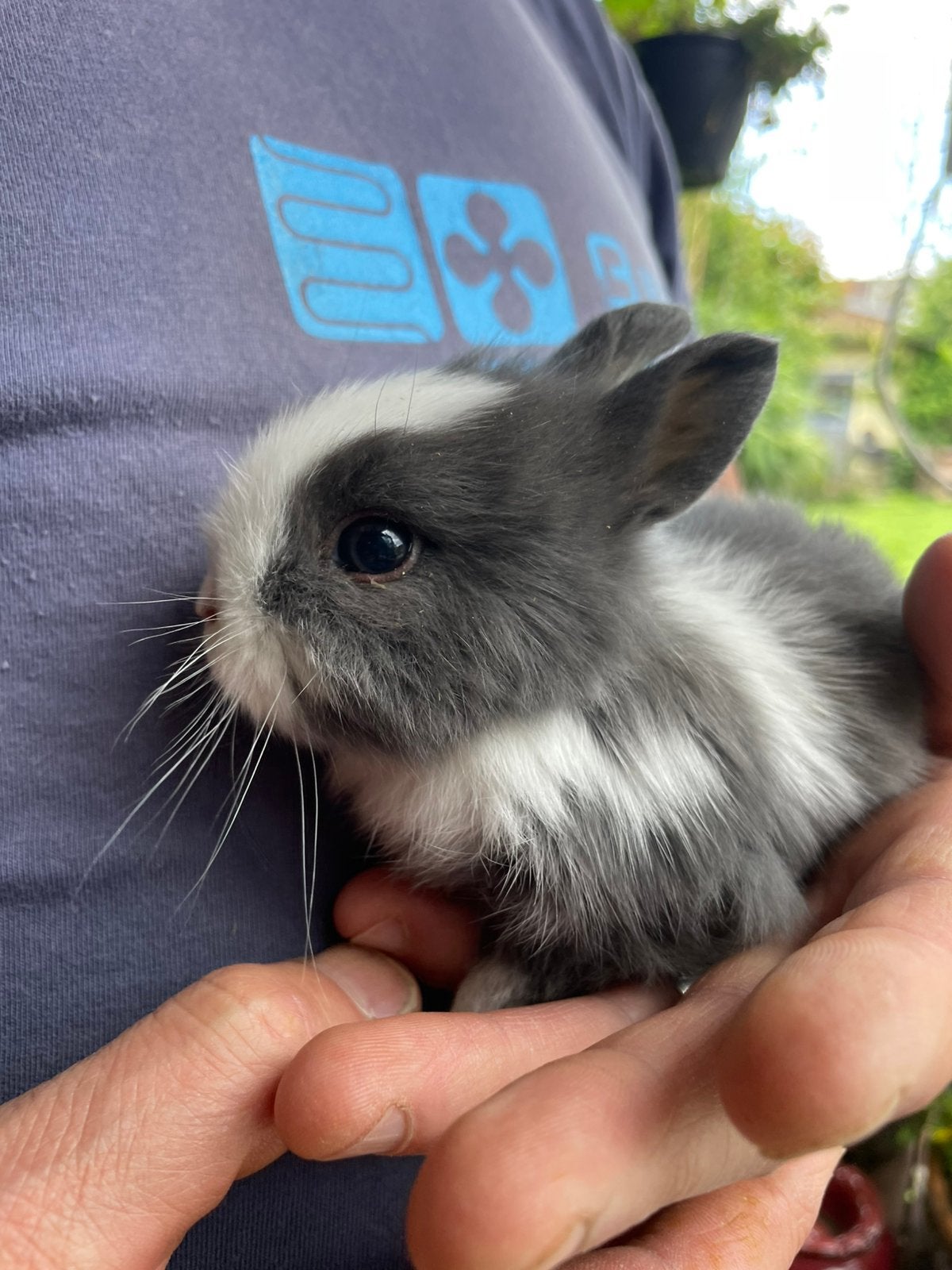 Jeunes lapins nains (têtes de lions), Plusieurs animaux, Nain, 0 à 2 ans
