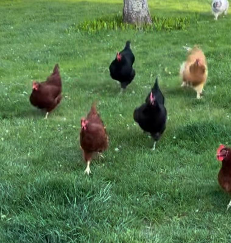 Eitjes van onze loslopende 🐔 🐔 uit onze eigen tuin, Dieren en Toebehoren
