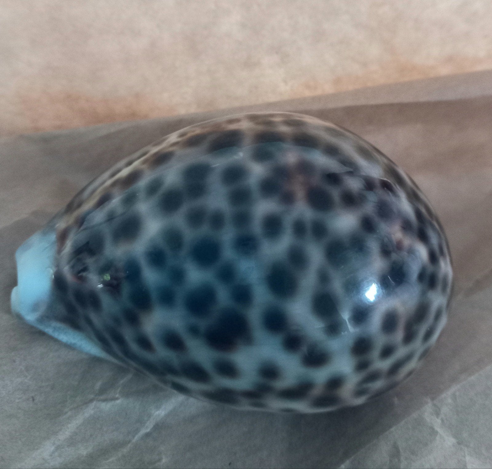 schelp -> 7€, Ophalen, Schelp(en)