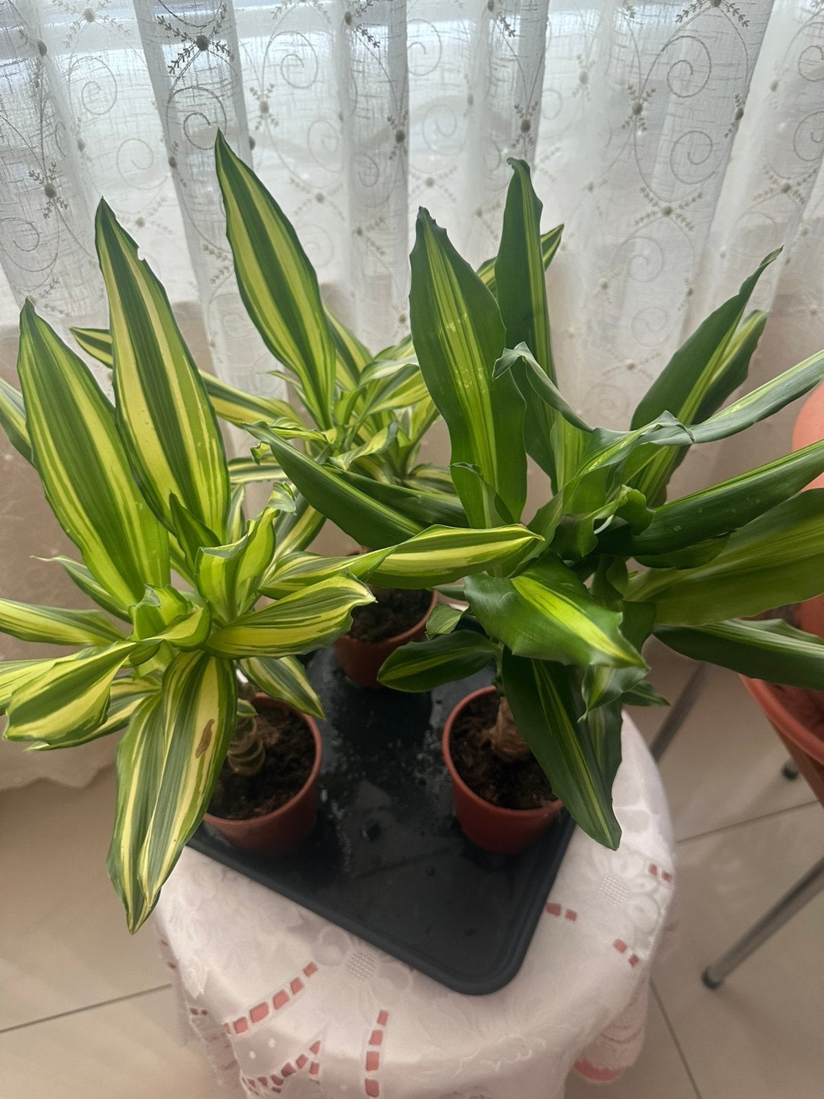 Dracaena fragrans, Huis en Inrichting, Kamerplanten, Ophalen, Overige soorten, Halfschaduw, In pot