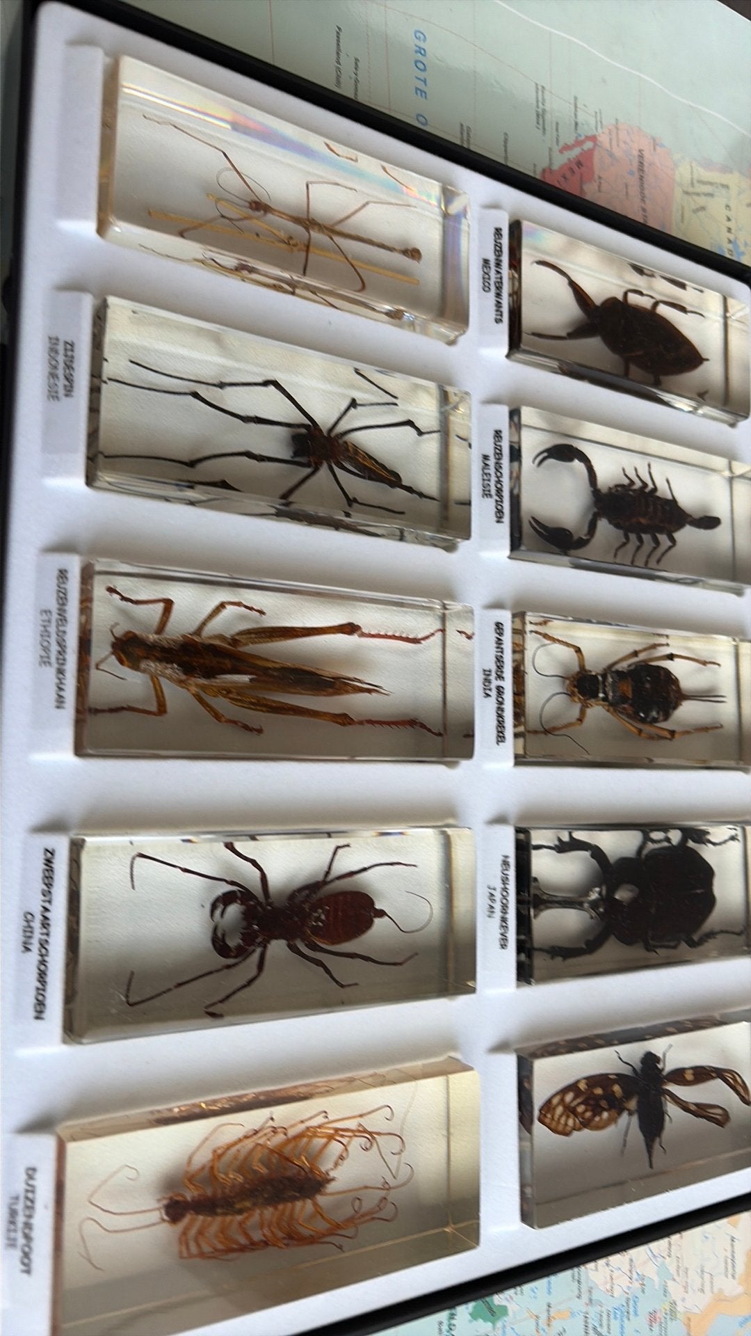 15 insecten van verschillende landen, Animaux & Accessoires, Insectes & Araignées, Araignée ou Scorpion