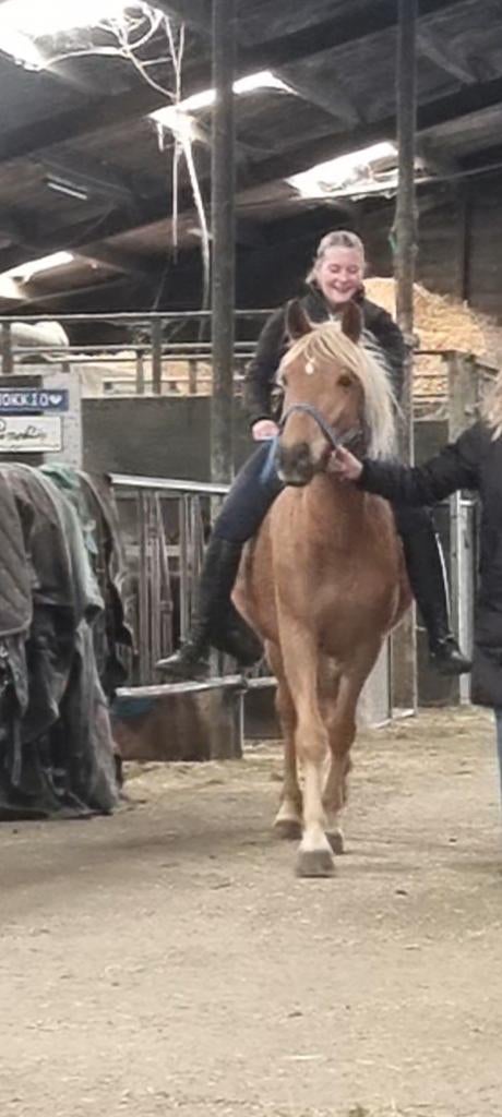 Leuke lieve D pony, Dieren en Toebehoren, Pony's, Merrie, Zadelmak, 3 tot 6 jaar, Gechipt