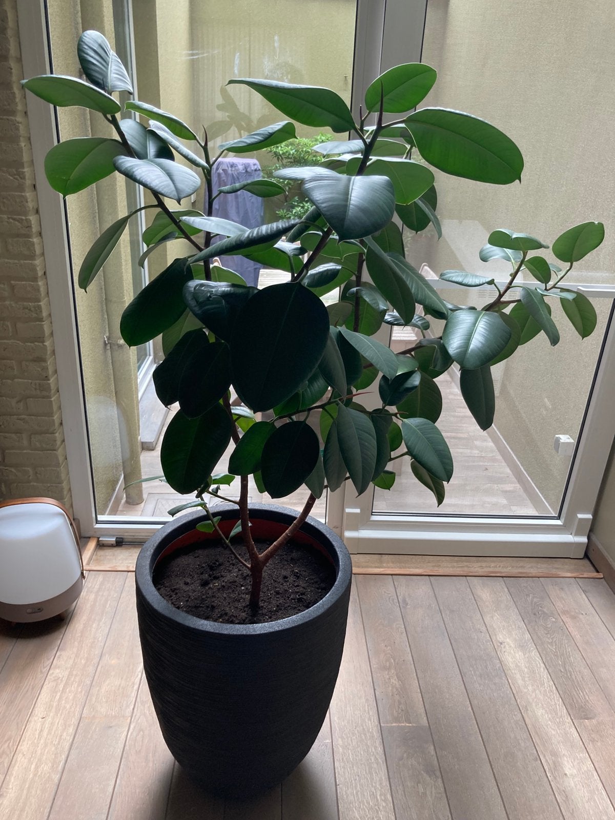 Ficus elastica plant + pot, Maison & Meubles, Plantes d'intérieur, Ficus, Enlèvement, 100 à 150 cm, Plante verte