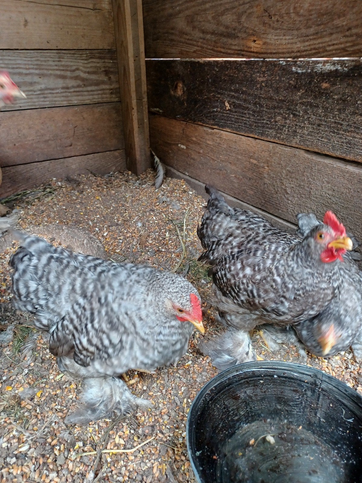 cochin krielen, Dieren en Toebehoren