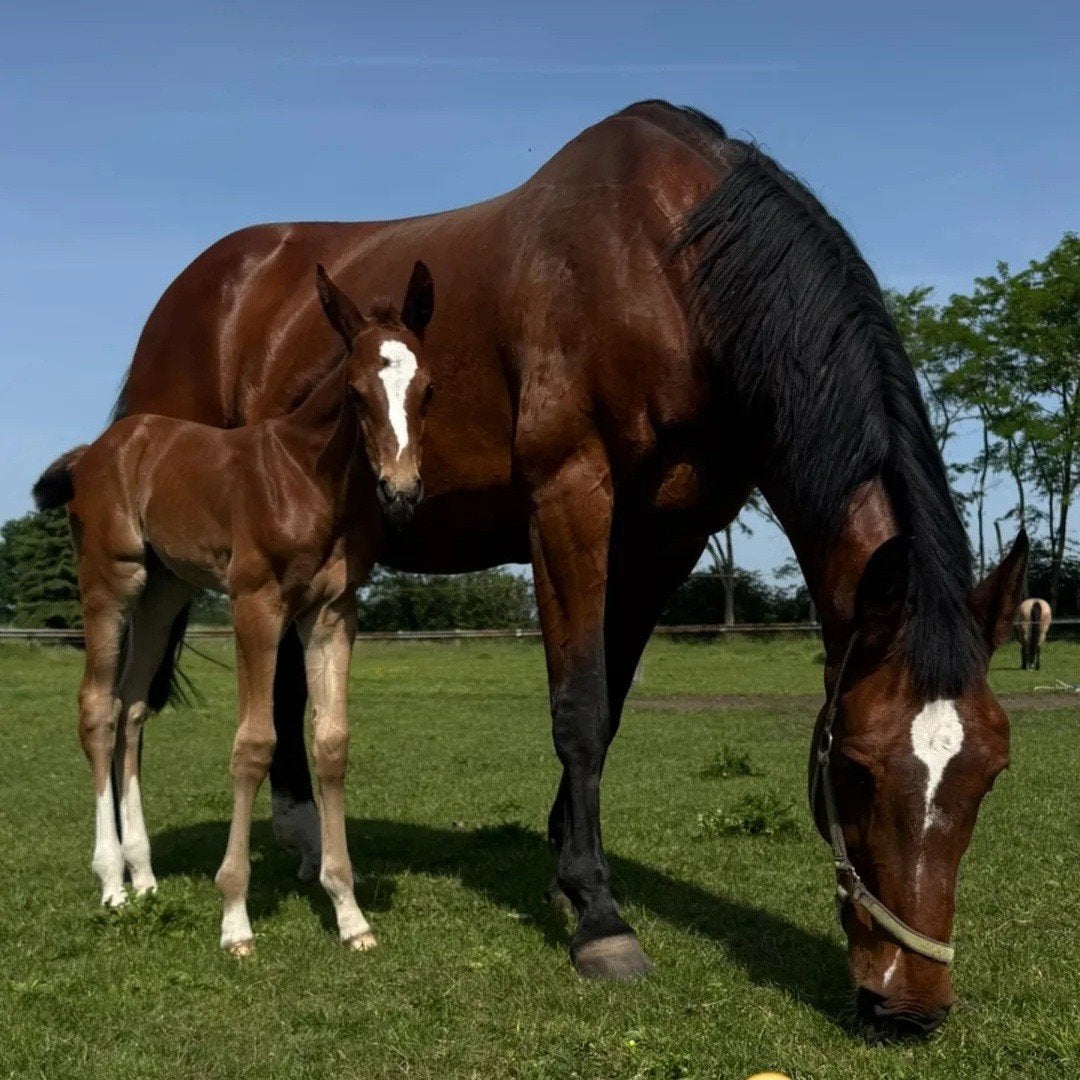 Mooie grote Toulon merrie, Animaux & Accessoires, Chevaux