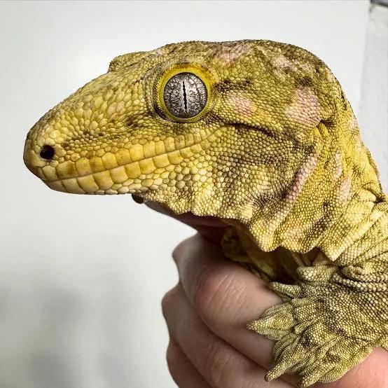 Collectie leachianus te koop 200 euro per dier goedkoop, Animaux & Accessoires, Reptiles & Amphibiens