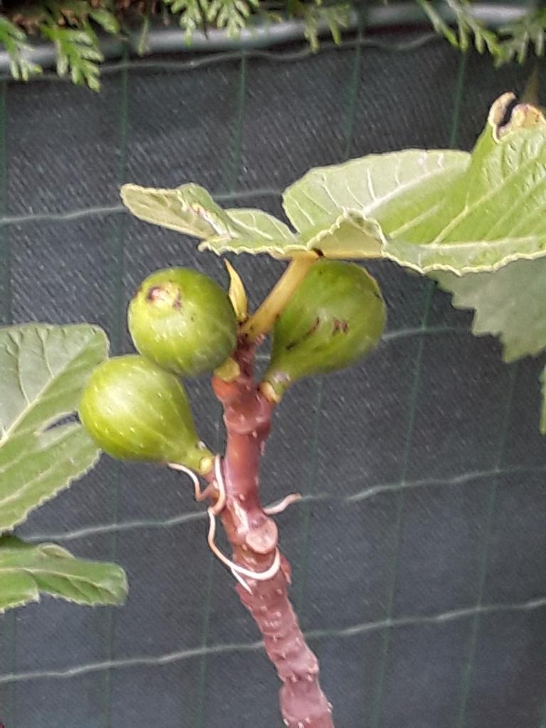 vijgeboom in groot pot, Figuier, En pot, Plein soleil, Enlèvement