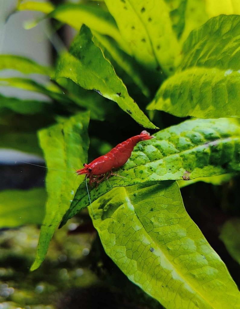 Bloody mary neocardinia garnalen, Dieren en Toebehoren, Kreeft, Krab of Garnaal, Zoetwatervis, Schoolvis