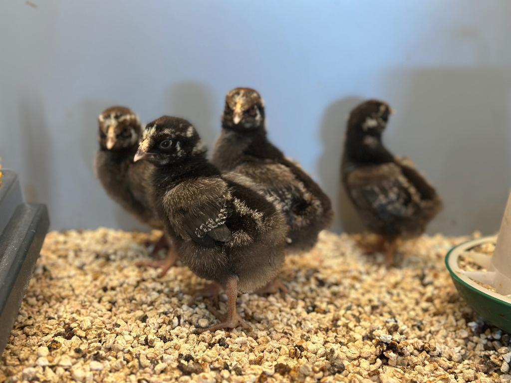 Jonge tamme Wyandotte kuikens gesekst & ingeënt, Femelle, Poule ou poulet