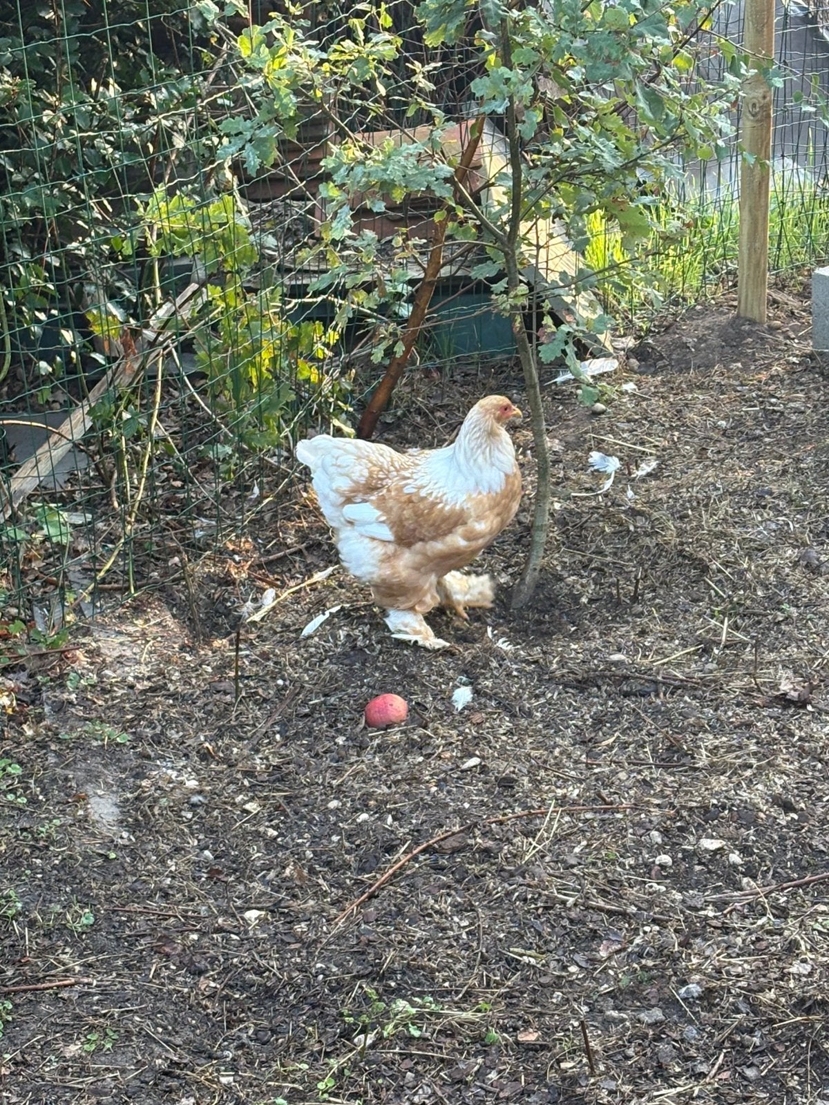 Jonge Brahama kip + eten stro en krollen inbegrepen, Dieren en Toebehoren, Kip