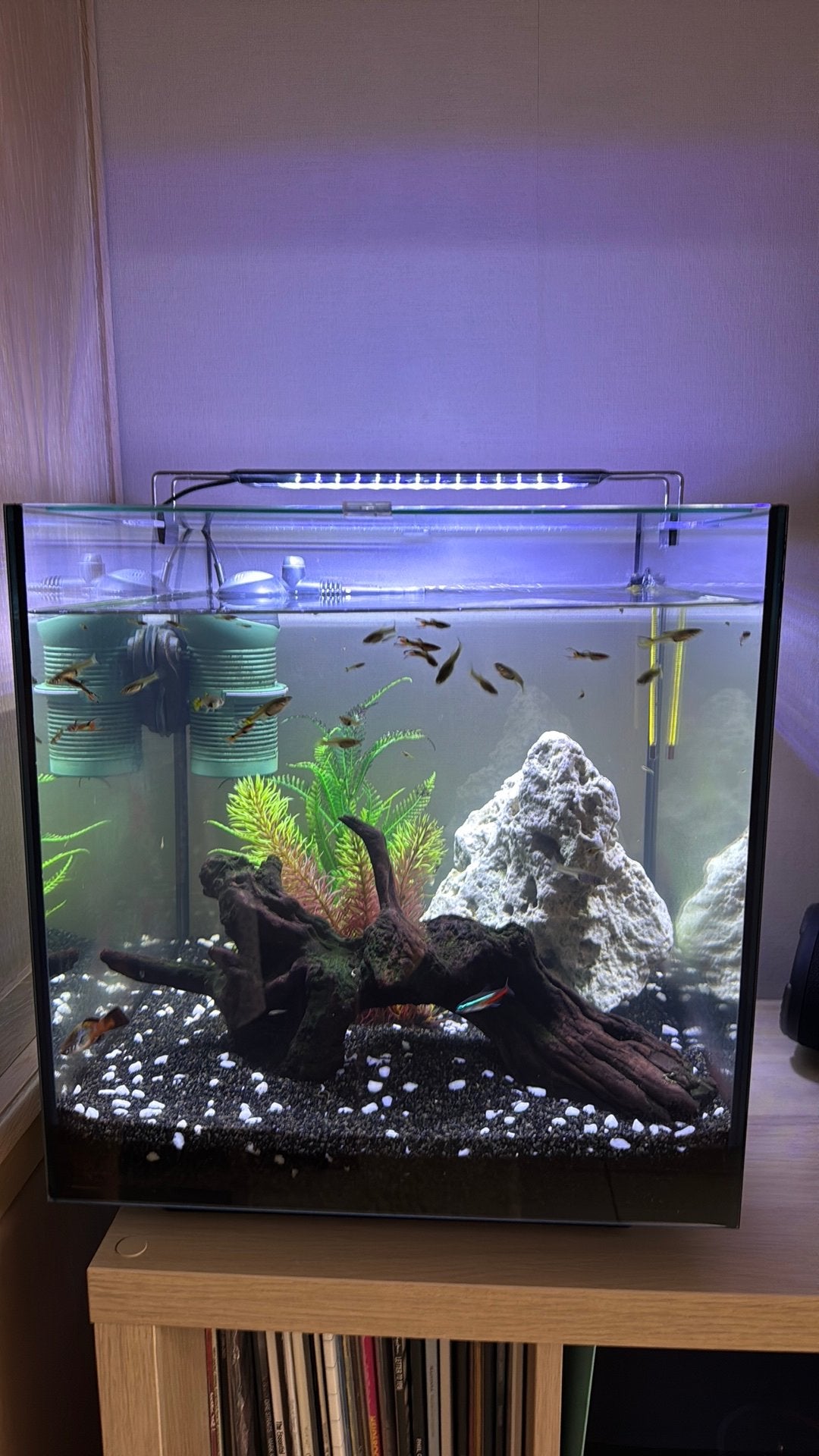 Aquarium + visjes + toebehoren, Dieren en Toebehoren, Ophalen, Gebruikt