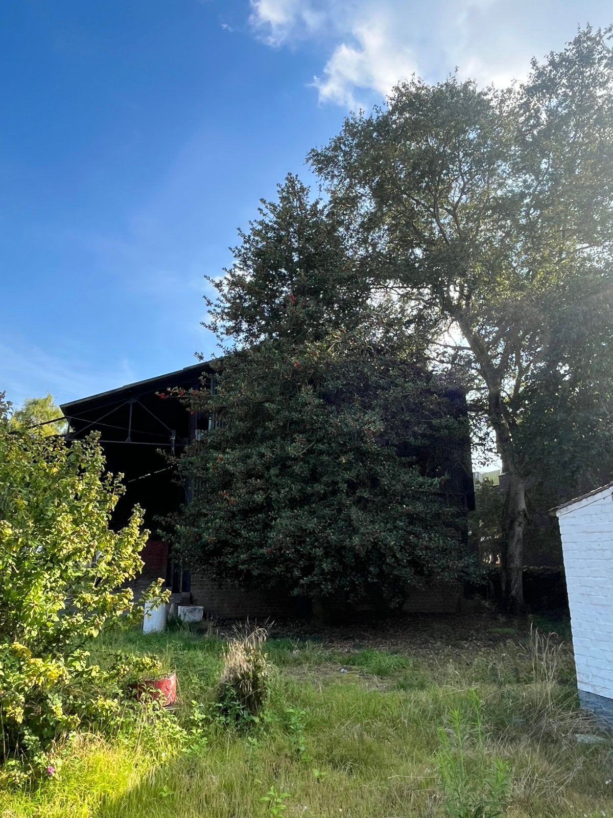 Prachtige grote hulst, Tuin en Terras, Ophalen, 400 cm of meer