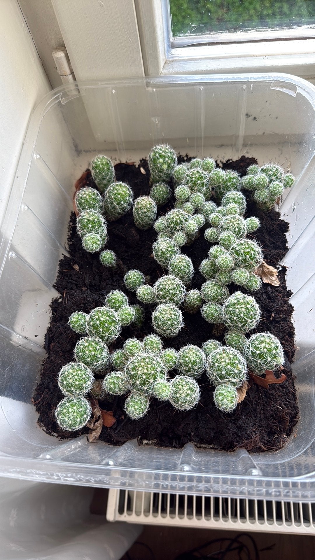 Cactusstekjes, Ophalen