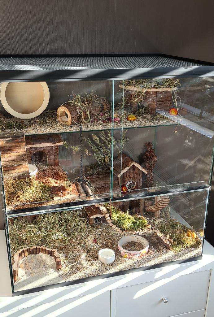 Terrarium voor dwerghamster 60x40x60, Animaux & Accessoires, Rongeurs & Lapins | Cages & Clapiers, Neuf, Niche, Moins de 60 cm