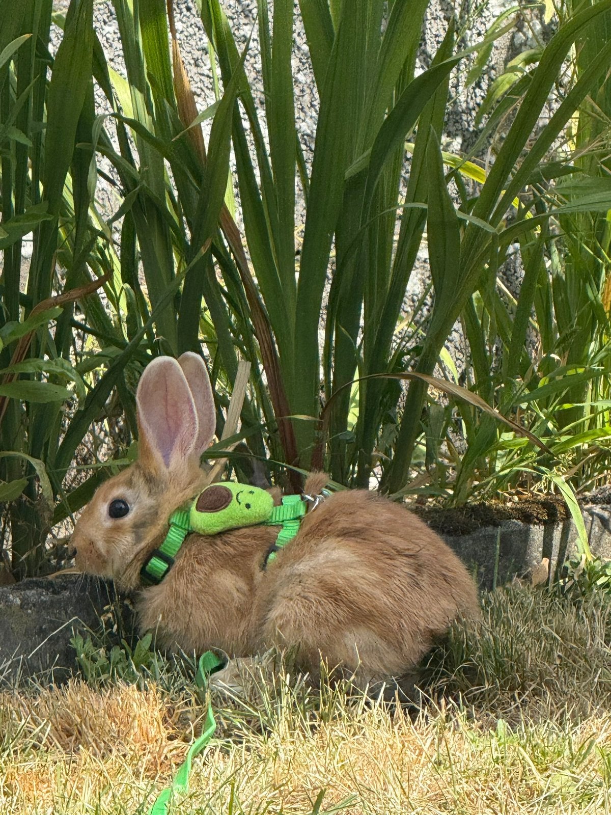 Konijntje te koop, Dieren en Toebehoren, Konijnen