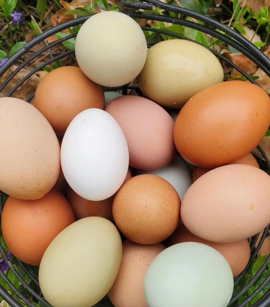 Des œufs biologiques frais !, Enlèvement