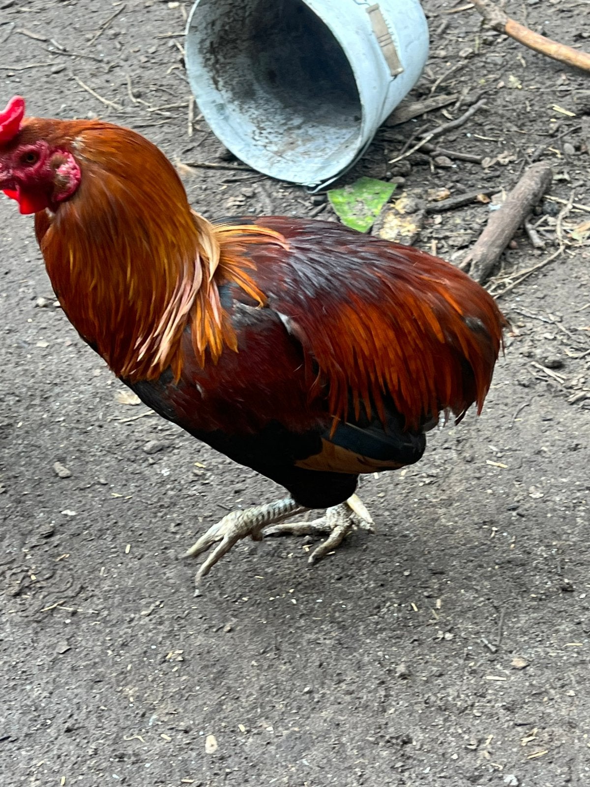 . Haan,Araucana, Ameraucana 1jaar,