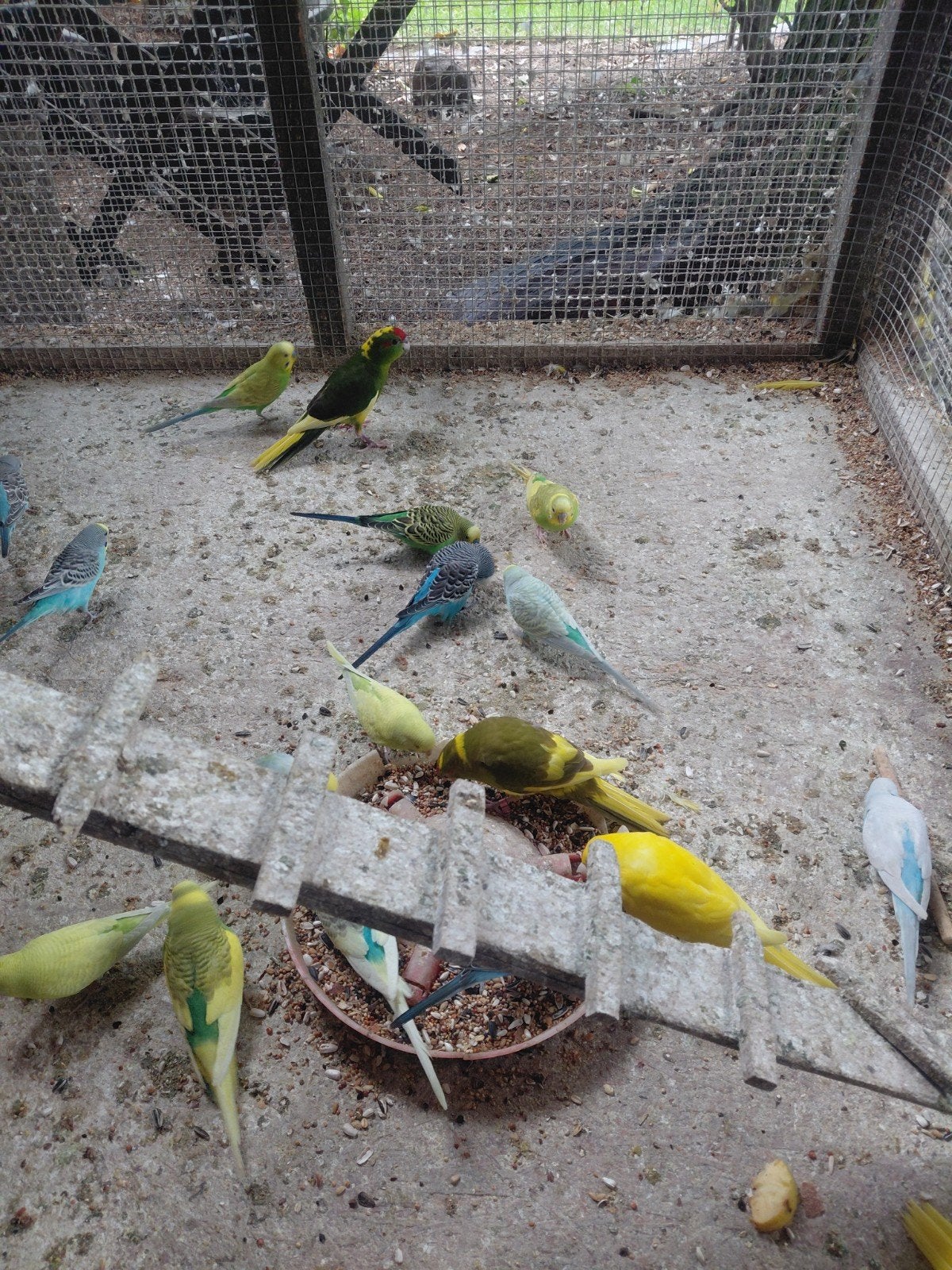 parkieten, Dieren en Toebehoren, Parkiet, Tam