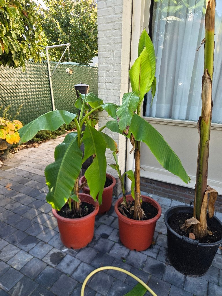 musa basjoo (winterharde bananenplant), Tuin en Terras, Ophalen
